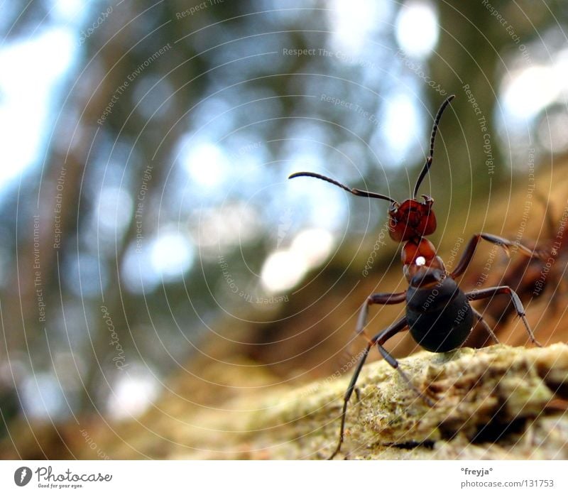 aufs maul Ameise Säure Baum braun Angst Panik leaven ant erdnusshagel