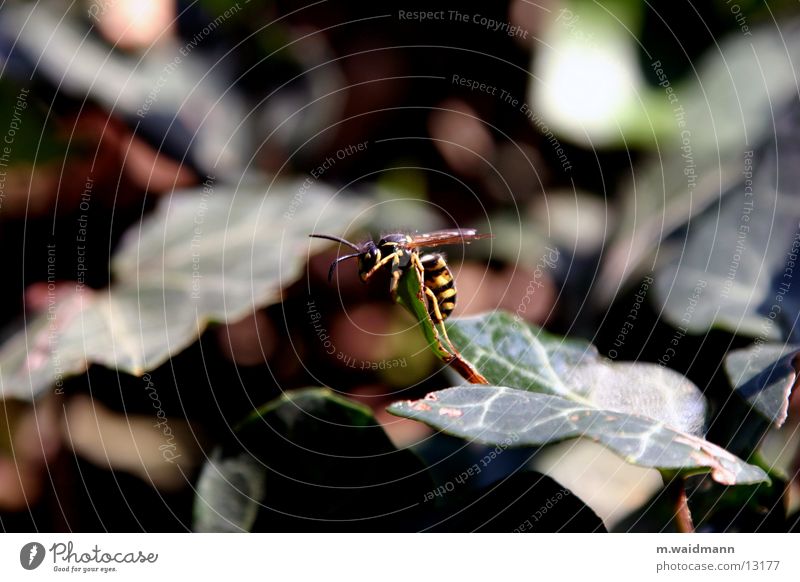 besser aufm foto als im bier Blatt Sträucher Wespen Sommer Insekt Flügel Klettern fliegen