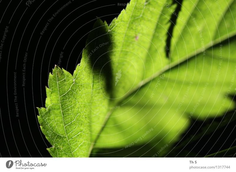 Blatt Natur Pflanze Frühling Sommer Blühend ästhetisch authentisch einfach elegant natürlich grün schwarz Gelassenheit geduldig ruhig einzigartig schön