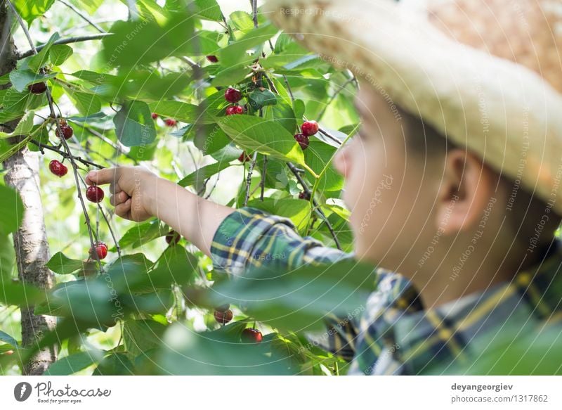 Kinderernte Morello Kirschen Frucht Essen Freude Sommer Garten Gartenarbeit Mädchen Familie & Verwandtschaft Kindheit Hand Natur Baum frisch klein lecker