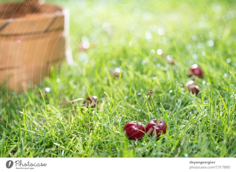 Morello Kirschen im Korb auf der grünen Wiese Frucht schön Sommer Garten Gartenarbeit Natur Baum Gras Blatt frisch natürlich saftig rot süß Gesundheit