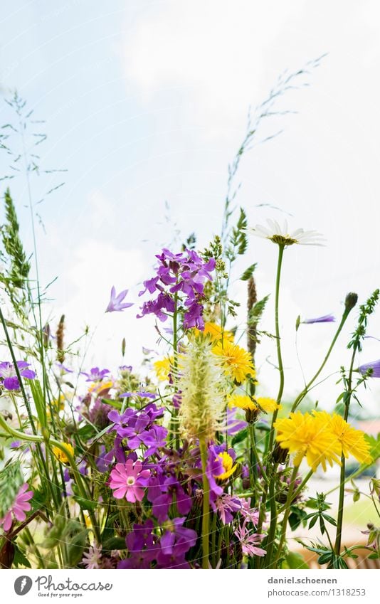 Sommer in Sicht Natur Pflanze Blume Gras Blatt Blüte Duft hell mehrfarbig gelb grün violett rosa Leichtigkeit Farbfoto Menschenleer Textfreiraum oben