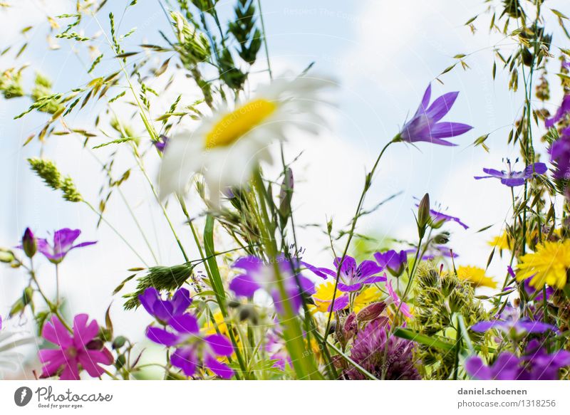 Sommer !! Pflanze Blatt Blüte Wiese frisch blau gelb grün violett mehrfarbig Nahaufnahme Menschenleer High Key