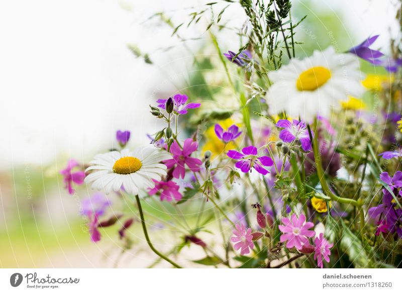 irgendwann kommt er der Sommer Pflanze Blume Blatt Blüte Duft hell schön mehrfarbig gelb grün violett weiß Lebensfreude Leichtigkeit Farbfoto Außenaufnahme