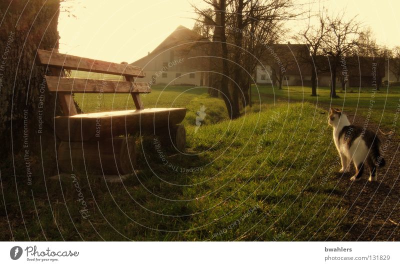 auf dem Land Baum Morgen Nebel Katze Bauernhof Wiese Gras Beleuchtung ruhig Sträucher Haus Gegenlicht Frieden Bank Morgendämmerung Sonne Wege & Pfade friedlich