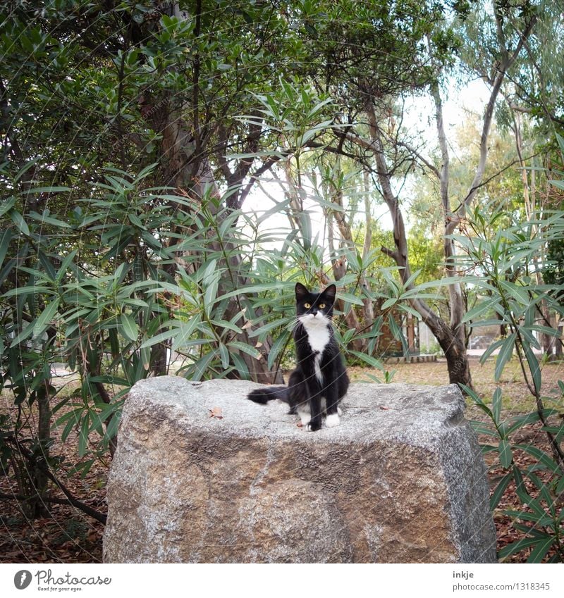 Korsiche Katze Umwelt Natur Sommer Schönes Wetter Pflanze Wildpflanze exotisch Oleander Garten Park Wald Felsen Tier Haustier Wildtier 1 Stein hocken Blick frei