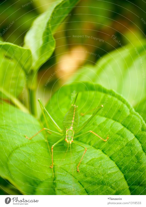 perfekt getarnt II Umwelt Natur Tier Sommer Pflanze Blatt Wildtier Heuschrecke 1 natürlich grün Farbfoto Menschenleer Tag Starke Tiefenschärfe Tierporträt