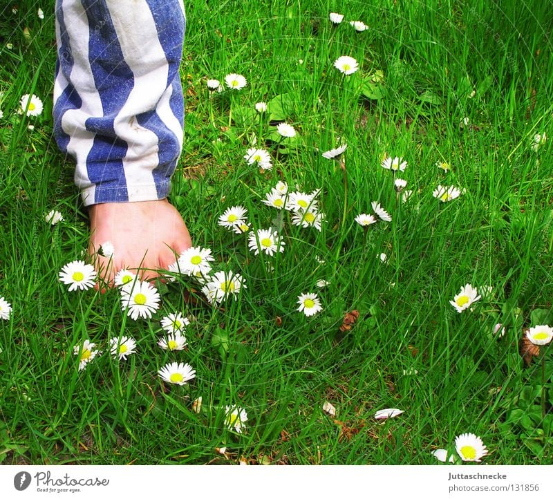 Stars and Stripes Barfuß Zehen Hose Hosenbeine Streifen gestreift Wiese Gras Gänseblümchen Blume stehen Kinderfuß Gesundheit grün weiß Junge Sommer Fuß Beine