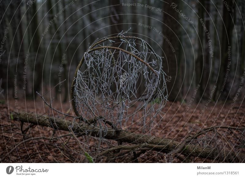 Baum-frost Winter Eis Frost Pflanze Wald alt kalt natürlich Gefühle Einsamkeit Schutz Farbfoto Außenaufnahme Menschenleer Dämmerung Unschärfe