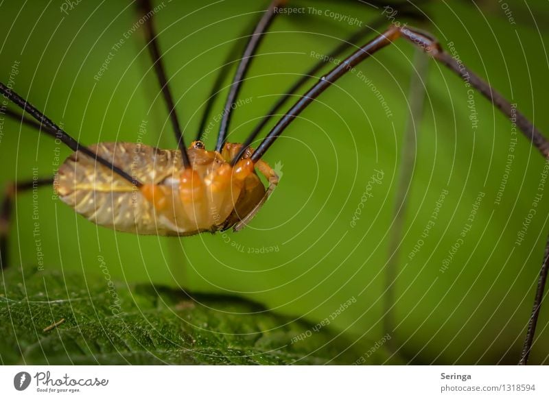 Meister Langbein ganz nah Umwelt Natur Landschaft Pflanze Tier Sommer Herbst Gras Sträucher Blatt Grünpflanze Garten Park Wiese Feld Wald Spinne Weberknecht 1