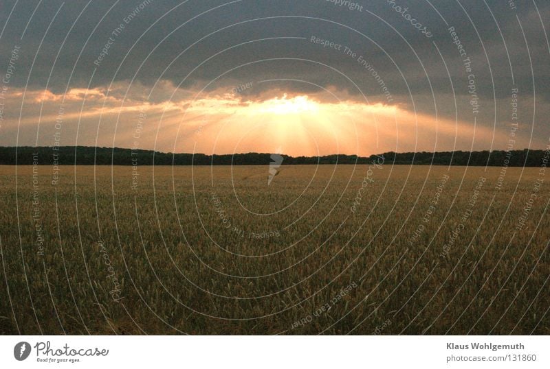 Sonnenstrahlen über einem Getreidefeld am Abend Wolken Dämmerung Feld Abenddämmerung Sonnenuntergang Sommer Romantik Sommerabend Ähren ruhig schön Kornfeld