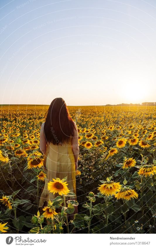 Gegenlicht.... elegant harmonisch ruhig Meditation Duft Sommer Mensch feminin Frau Erwachsene Wolkenloser Himmel Sonne Schönes Wetter Blume Blüte Nutzpflanze