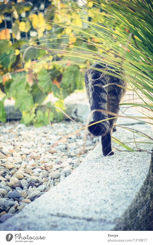 Katze Lola im Garten Natur Pflanze Bambus Tier Haustier 1 Stein gelb grau grün Kieselsteine Abschied Desinteresse Farbfoto Außenaufnahme Menschenleer