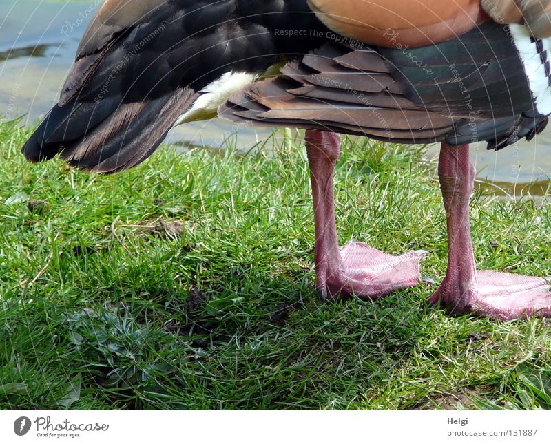 Gänsefüßchen... Gans Wildvogel Vogel Tier Feder Schwimmhilfe Flaum Daunen See Teich Gewässer weiß braun dunkelbraun hellbraun rosa schwarz lang dünn März April