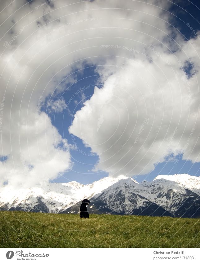 hund sucht... Feld Hügel Gras Hund Labrador Wiese Wolken Frühlingstag Spaziergang grün schwarz weiß Tier Aussicht hundehalter herrchen hundewiese Himmel