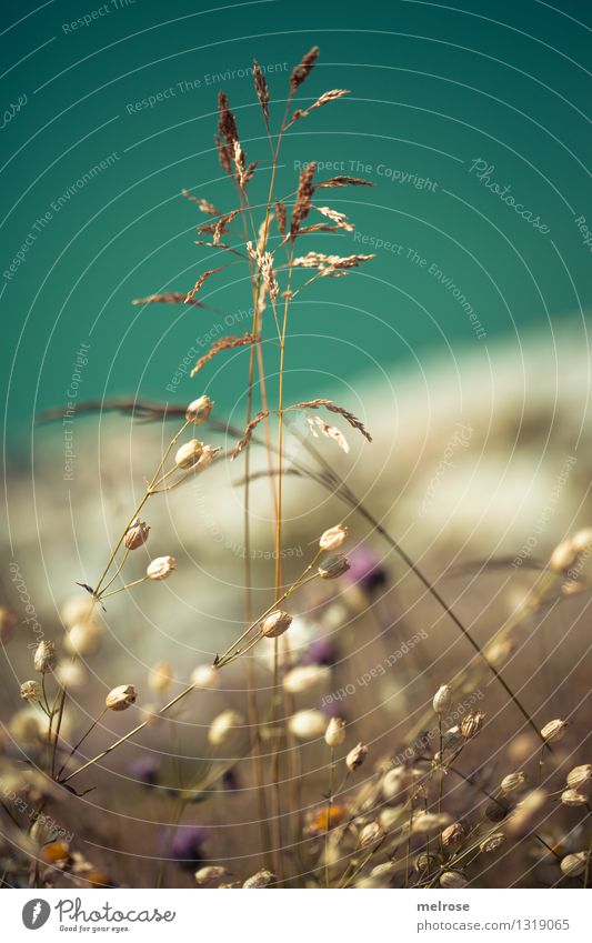 Seegras elegant Stil Natur Landschaft Erde Wasser Sommer Schönes Wetter Gras Blüte Wildpflanze Gräserblüte Lünersee Brand Bundesland Vorarlberg Österreich