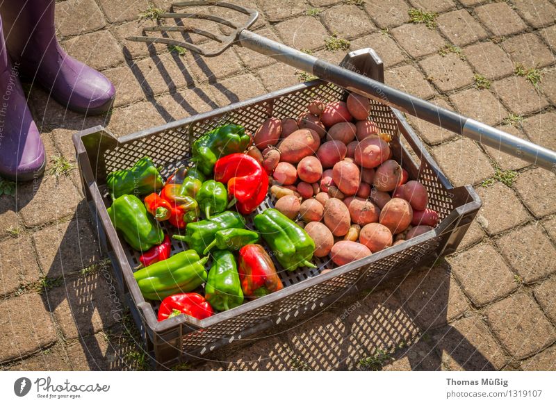 Erntezeit Gemüse Frucht Sommer Garten Gartenarbeit frisch Gesundheit grün rot Grabgabel Kartoffeln Schrebergarten Paprika Peperoni Farbfoto Außenaufnahme