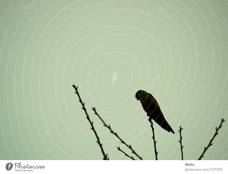 Falkenfrühling II Umwelt Natur Tier Baum Baumkrone Zweige u. Äste Vogel Turmfalke 1 hocken sitzen dunkel hoch natürlich Spitze grau trüb Farbfoto Außenaufnahme