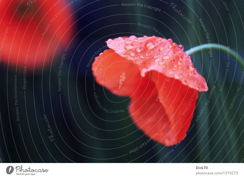 Mohn, taufrisch Häusliches Leben Garten Umwelt Pflanze Wasser Wassertropfen Sommer schlechtes Wetter Regen Blume Wildpflanze Mohnblüte Wiese Feld Feldrand