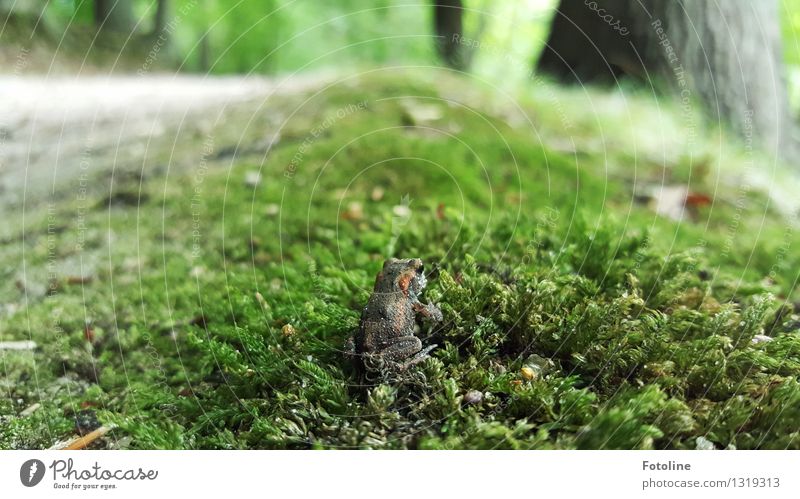 Tarnung: ausgezeichnet! Umwelt Natur Pflanze Tier Urelemente Erde Herbst Moos Wald Frosch 1 klein nah natürlich sitzen Kröte Erdkröte grün Farbfoto mehrfarbig