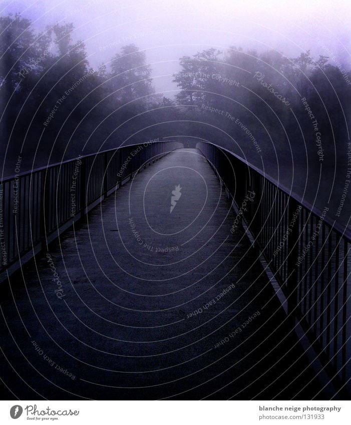 wo beginnt das ende? schwarz dunkel Wald Baum Durchblick planen Hoffnung Lebenslauf Zukunft Aussicht Einsamkeit Brücke blau Fluss Lichtblick Straße wohin?