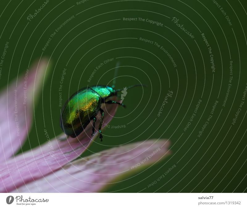 little green Gesundheitswesen Alternativmedizin Fitness Leben harmonisch Wohlgefühl Zufriedenheit Sinnesorgane Duft Natur Pflanze Tier Blume Blüte Garten Käfer