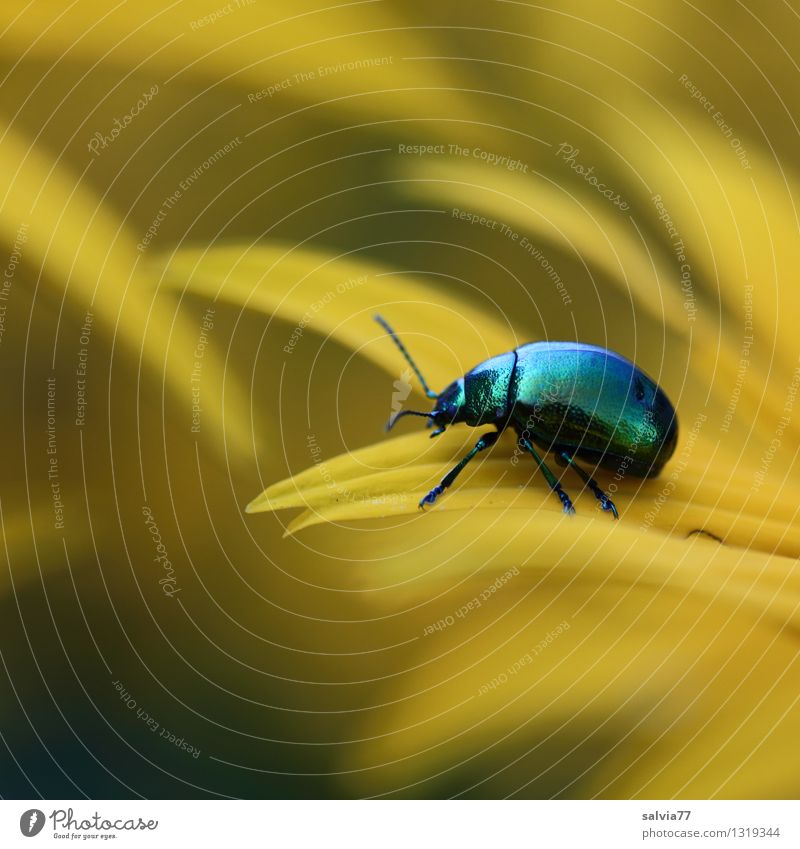 like yellow Leben Wohlgefühl Zufriedenheit Sinnesorgane Duft Natur Pflanze Tier Sommer Blüte Garten Käfer Insekt 1 Blühend genießen krabbeln ästhetisch glänzend