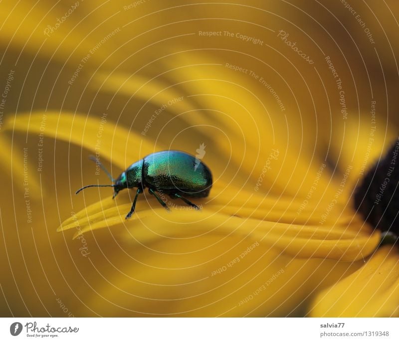 yellow flowerpower Alternativmedizin harmonisch Wohlgefühl Zufriedenheit Sinnesorgane Erholung ruhig Meditation Duft Natur Pflanze Tier Sommer Blume Blüte