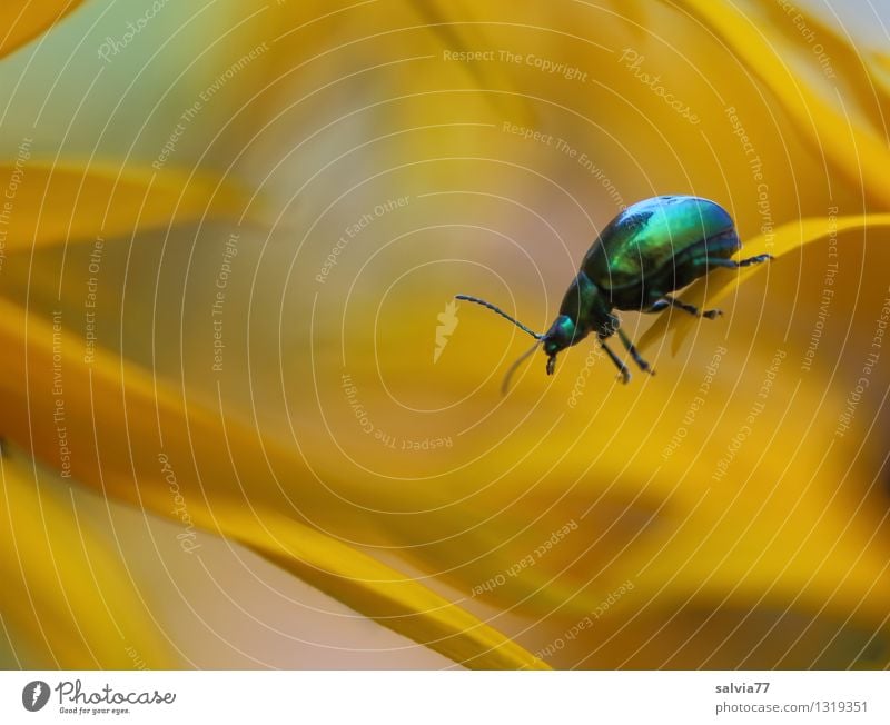 Alles im Griff Gesundheitswesen Alternativmedizin Duft Natur Pflanze Tier Sommer Blume Blüte Sonnenhut Garten Wildtier Käfer Insekt 1 Blühend festhalten