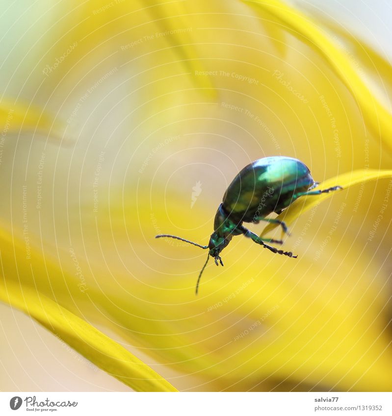 nur Mut Natur Pflanze Tier Blume Blüte Garten Wildtier Käfer Insekt 1 Blühend Duft entdecken fallen festhalten hängen krabbeln frei frisch Gesundheit glänzend