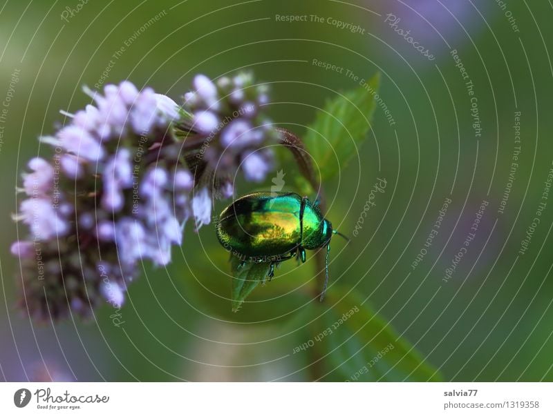 frische Minze Gesundheit Gesundheitswesen Leben Sinnesorgane Natur Pflanze Tier Sommer Blatt Blüte Nutzpflanze Topfpflanze Garten Käfer Insekt Minzeblatt 1