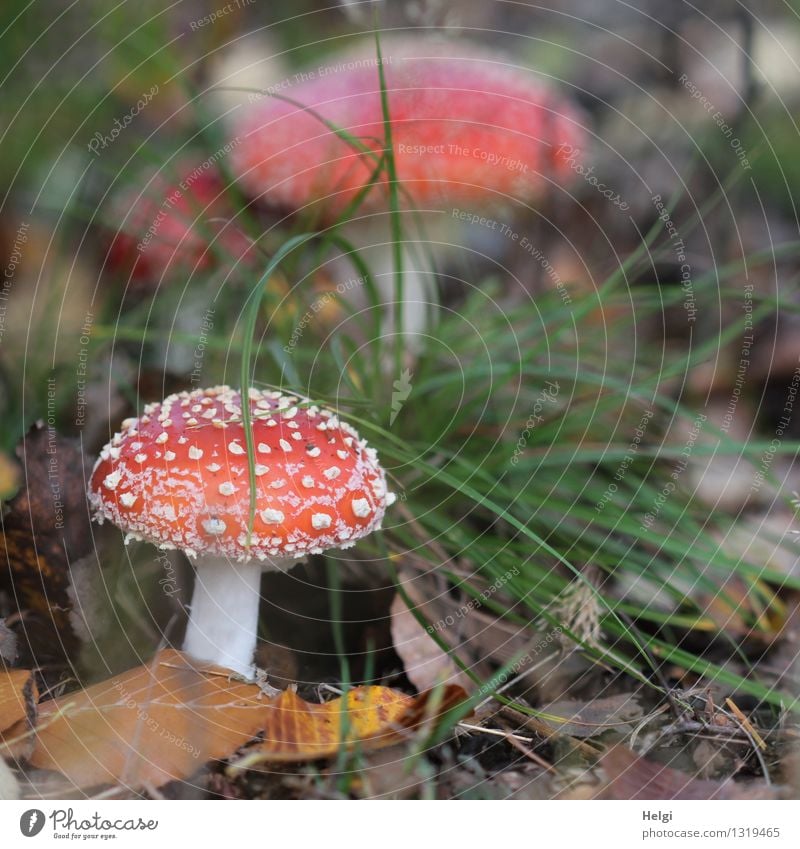 Saison ist eröffnet... Umwelt Natur Landschaft Pflanze Herbst Gras Blatt Pilz Fliegenpilz Waldboden stehen Wachstum ästhetisch schön natürlich braun grün rot