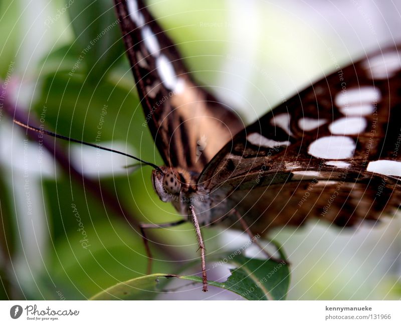 Butterly Singapore Makroaufnahme Nahaufnahme eyes tripical wings brown antena insect Schmetterling