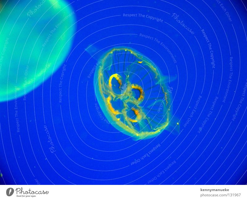 Jelly fish Makroaufnahme Singapore Fisch blue jellyfish transparant underwater small swim
