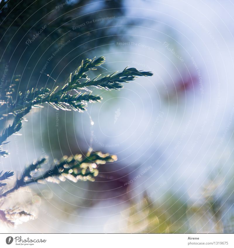 fein gesponnen Natur Pflanze Himmel Sonnenlicht Schönes Wetter Baum Sträucher Grünpflanze Wacholder Nadelbaum Garten Park Wald glänzend leuchten natürlich