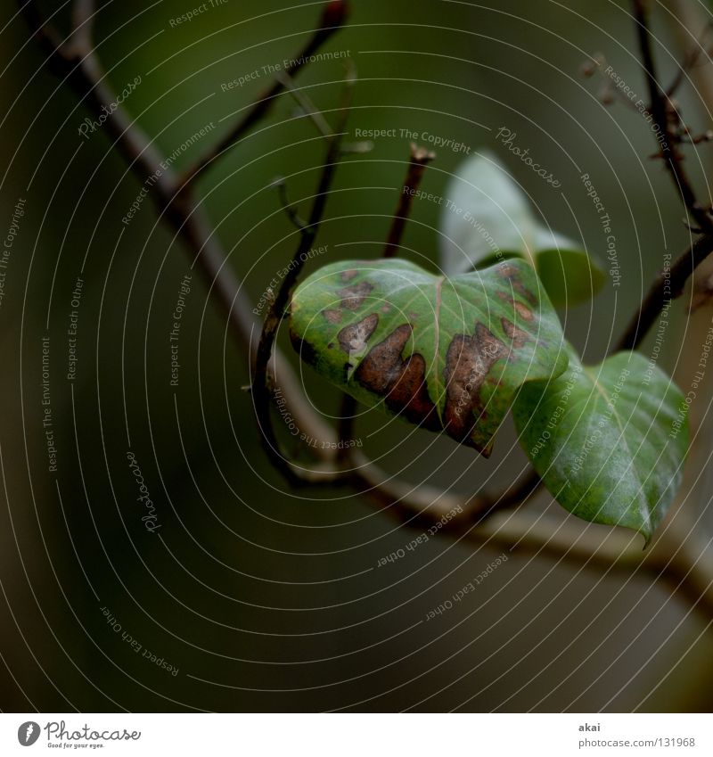 Efeu Pflanze Urwald Wildnis grün Botanik Pflanzenteile Kletterpflanzen pflanzlich Umwelt Sträucher Gegenlicht krumm Blatt Hintergrundbild Baum nah Photosynthese