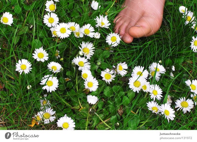 Guten Morgen! Zehen Barfuß Gesundheit Gänseblümchen Wiese Blumenwiese Gras Kinderfuß Zehennagel Fröhlichkeit Sommer Frühling Blüte grün weiß Wohlgefühl Fuß