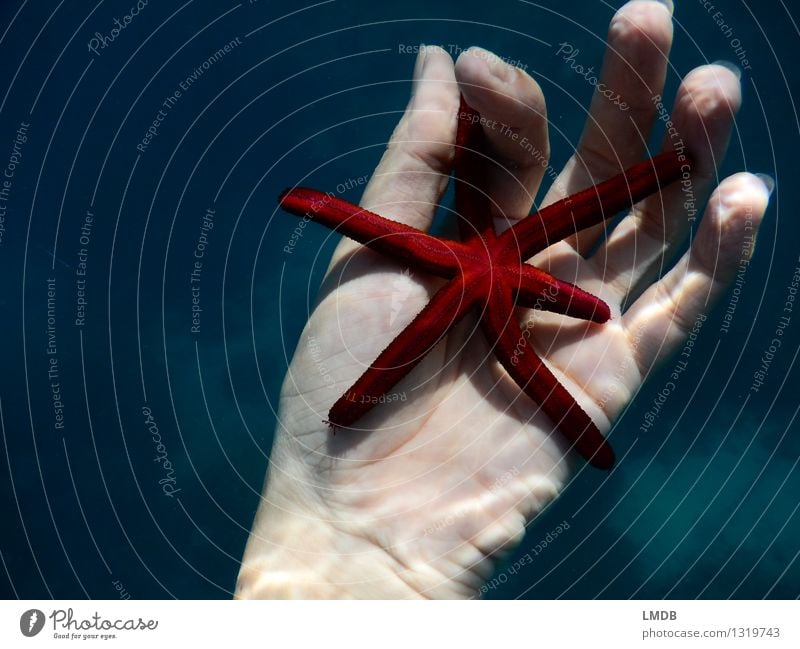 Sternchen fünfeinhalb I Schwimmen & Baden Meer tauchen Hand Finger Wasser Küste Riff rot Tierliebe friedlich Verantwortung achtsam ruhig Interesse Klima Umwelt