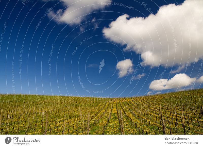 Sonntagsspaziergang Frühling Wolken Weinberg Landwirtschaft Horizont Blumenwiese Löwenzahn ruhig Gras Sommer Hintergrundbild Luft schön zyan Wiese