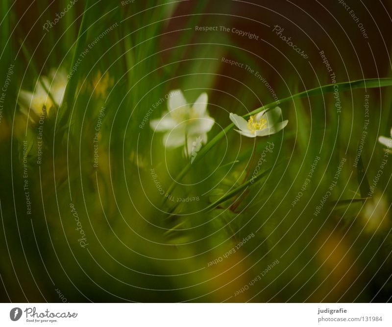 Wiese Frühling Buschwindröschen Gift Frühblüher grün weiß zart Blume Blüte Pflanze Umwelt weich fein Schüchternheit Gras März April Mai Farbe hexenblume