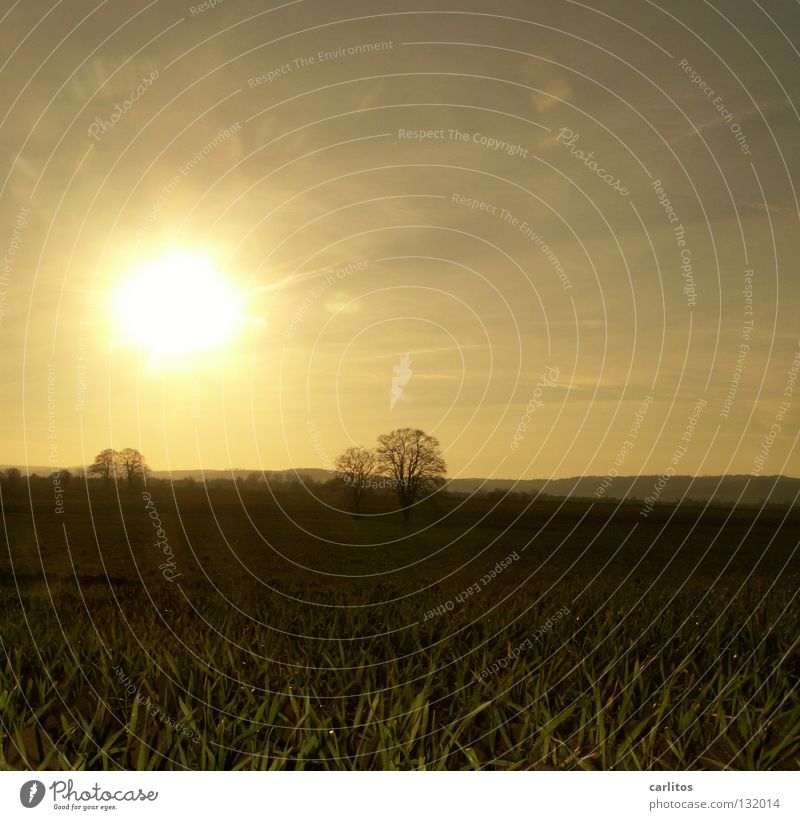 Der Frühling kommt Morgennebel Nebel Wiese Zaun Dunst Wolken Farblosigkeit Licht Gras Nebelschleier Hoffnung Tatendrang Schleier Sonnenaufgang gelb Wetter