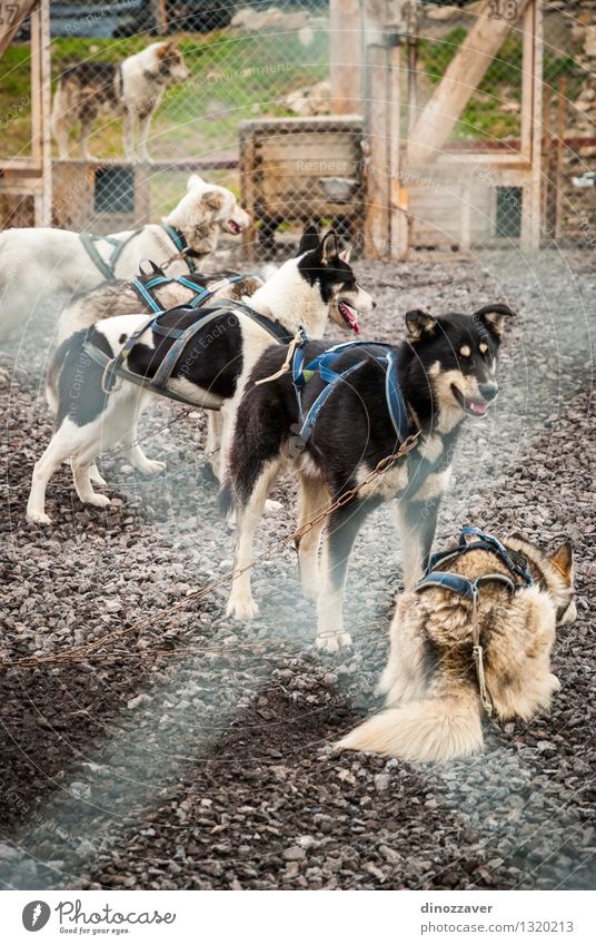 Rodelnde Hunde schön Arbeit & Erwerbstätigkeit Natur Tier Hütte Haustier wild Spitzbergen Arktis Käfig Norwegen Aktion Wartehäuschen Husky Zwinger Hundehütte