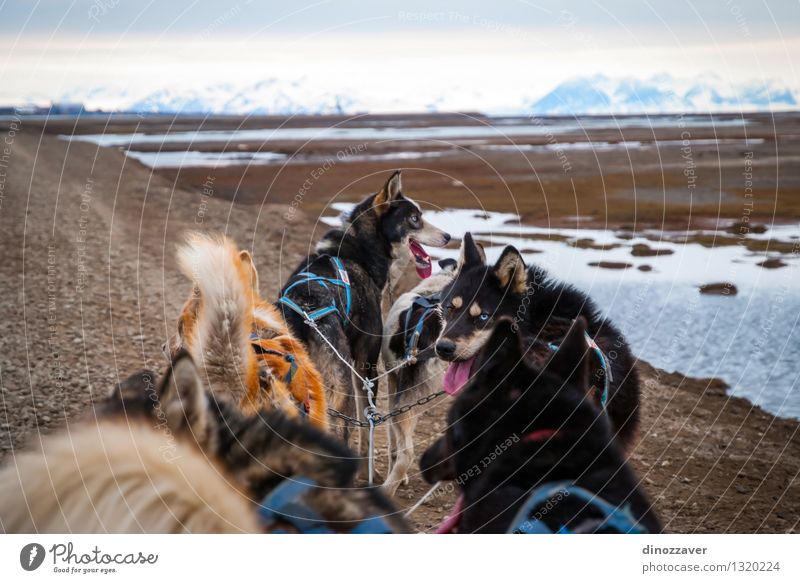 Rodelnde Hunde schön Abenteuer Winter Sport Arbeit & Erwerbstätigkeit Seil Natur Landschaft Tier Pelzmantel Haustier Geschwindigkeit wild weiß Konkurrenz