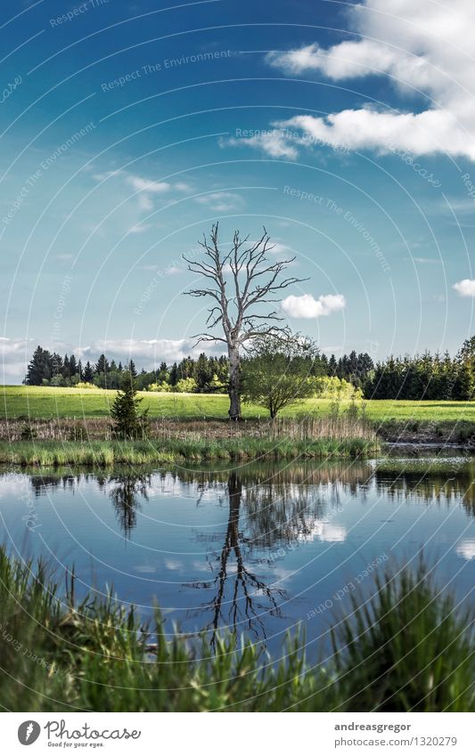 Collateral Beauty Umwelt Natur Landschaft Wasser Himmel Wolken Frühling Sommer Klima Wetter Schönes Wetter Baum Gras Wald Moor Sumpf Teich See Machtlfing