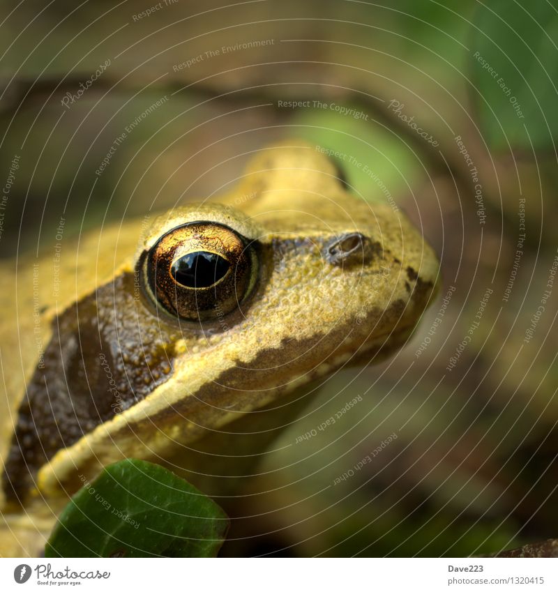 Prinzessinenblick Tier Moor Sumpf Teich See Frosch 1 Froschkönig Küssen Wachsamkeit Auge Brunft beobachten sitzen Neugier schleimig braun gelb schwarz Pause