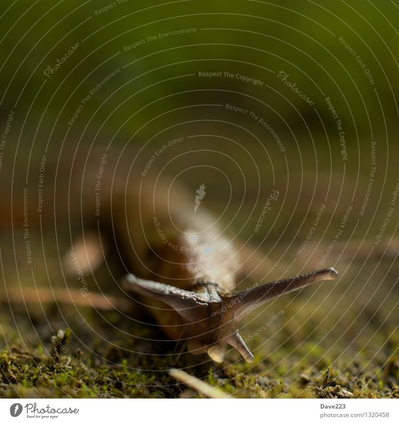 Komm zu mir, kleine Nacktschnecke Schnecke Kopf Erde Moos Wildtier 1 Tier schleimig Schleimer rennen Fressen liegen Ekel lang nackt weich braun grün Tierliebe