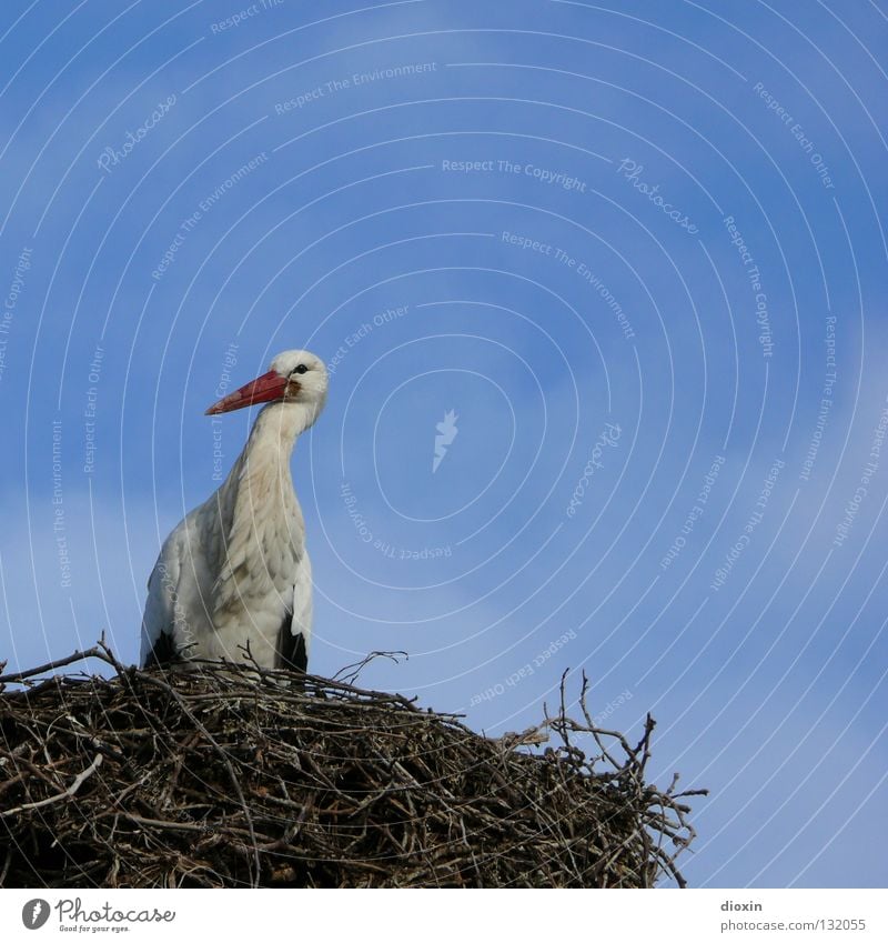 Babylieferservicezentrallager #2 Storch Weißstorch Schreitvögel Zugvogel Schnabel Wolken Vogel Nachkommen Nest Sträucher Nestwärme Geburt Geborgenheit blau