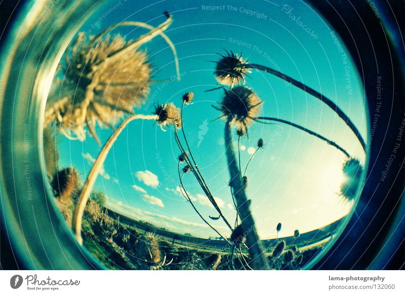 GLOBES Sonne Sonnenstrahlen Sommer Gras Halm Pflanze stachelig Watte weich Wind Brise Morgen Fischauge rund Momentaufnahme Weitwinkel Waschmaschine analog Natur