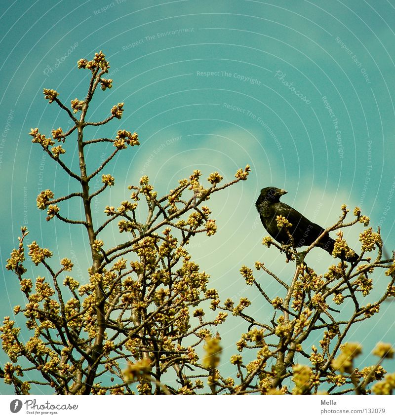 Krähenfrühling Umwelt Natur Pflanze Tier Frühling Wärme Baum Blüte Zweige u. Äste Baumkrone Vogel 1 hocken Blick sitzen frei natürlich Spitze blau Perspektive