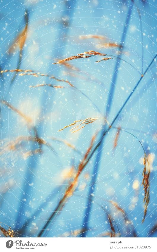 Grasland Schwache Tiefenschärfe Halm Stengel Ähren Blüte Samen Wiese Natur Makroaufnahme abstrakt Romantik Winter Schneefall Schneeflocke Wind Sturm Wetter